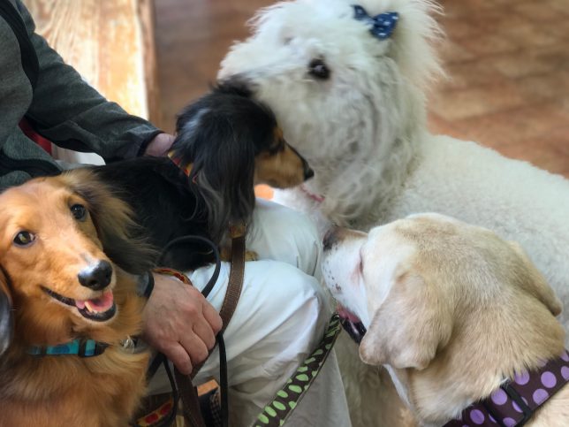 愛犬たちの動物病院